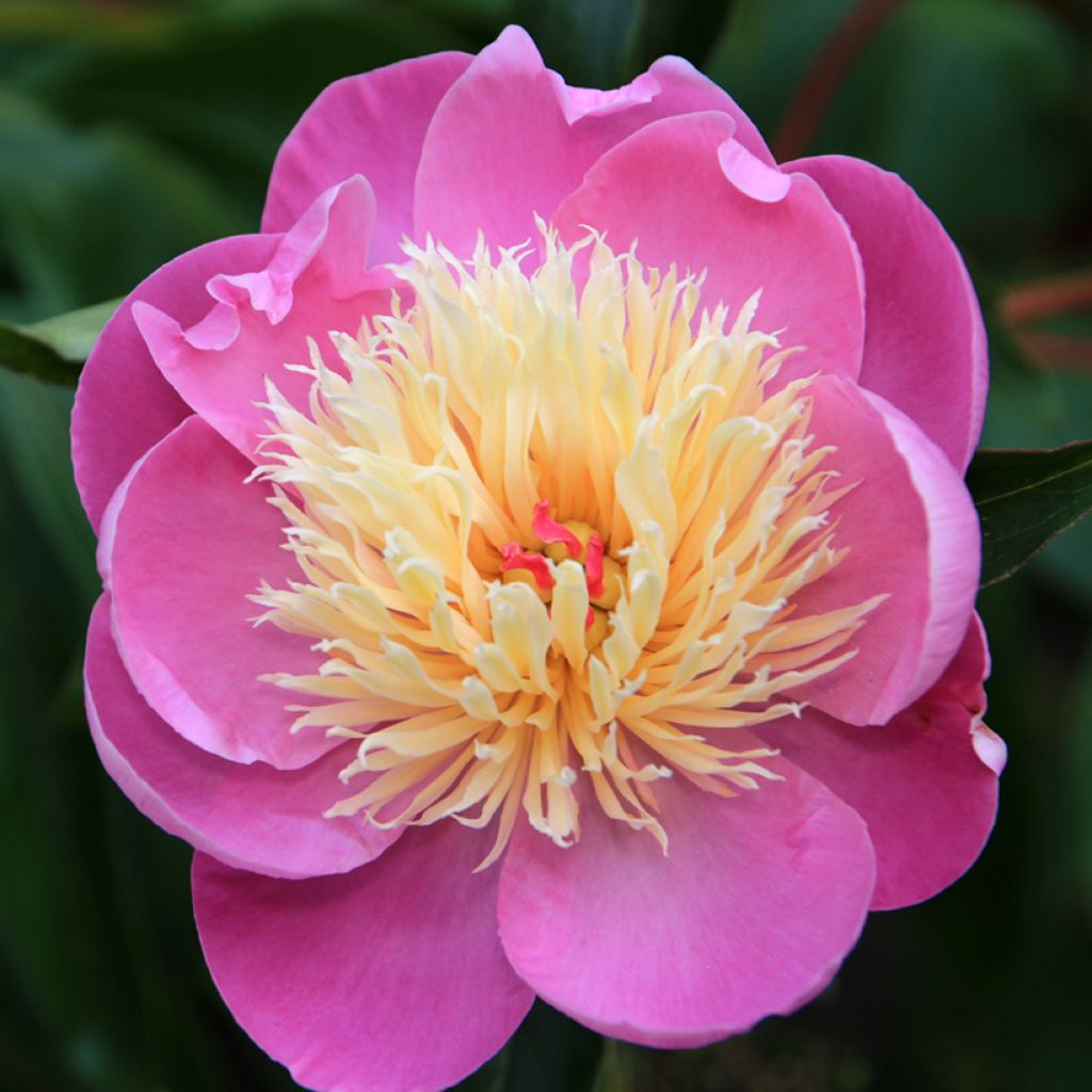 Pivoine lactiflora Bowl of Beauty