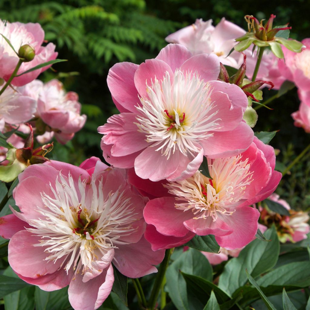 Pivoine lactiflora Bowl of Beauty