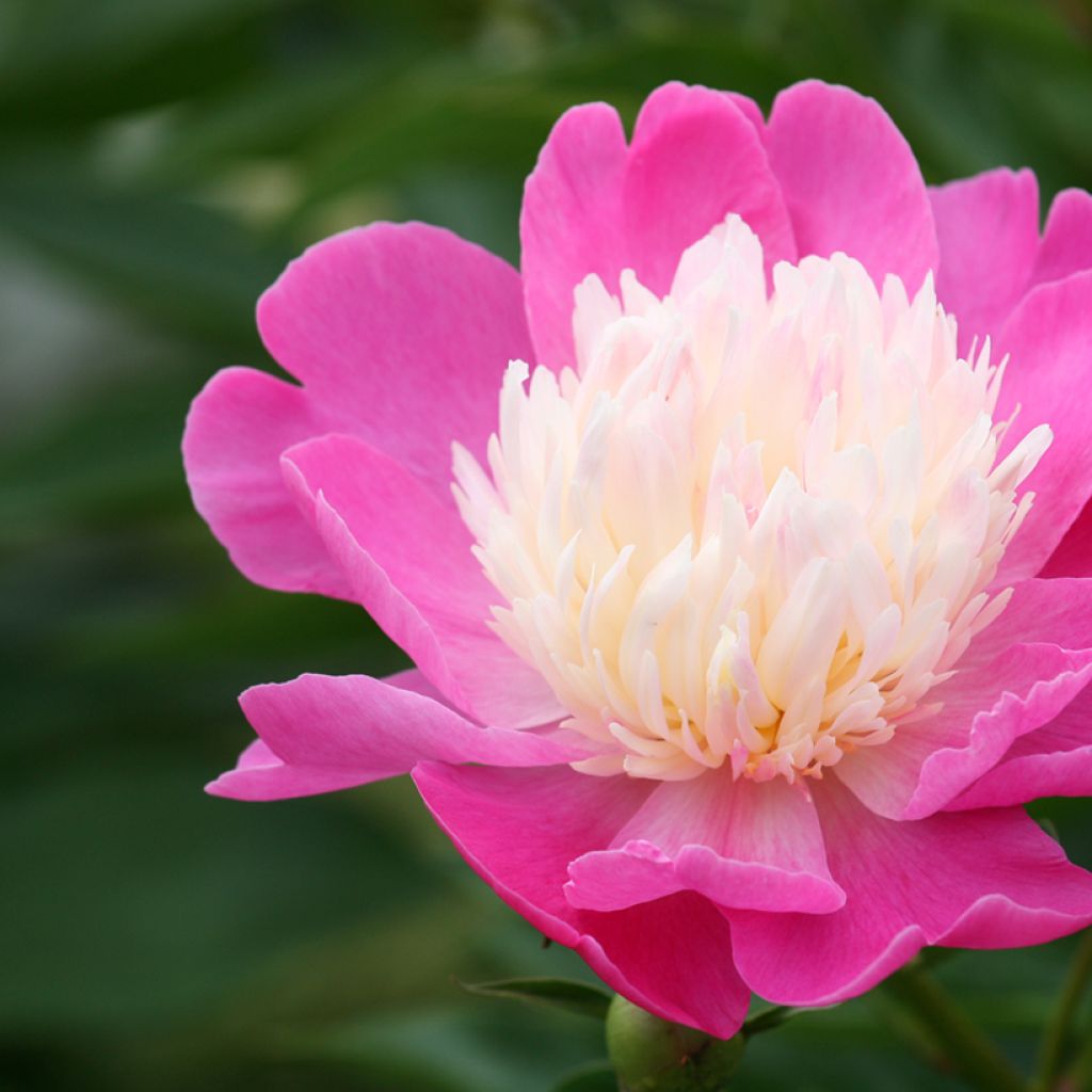 Pivoine lactiflora Bowl of Beauty