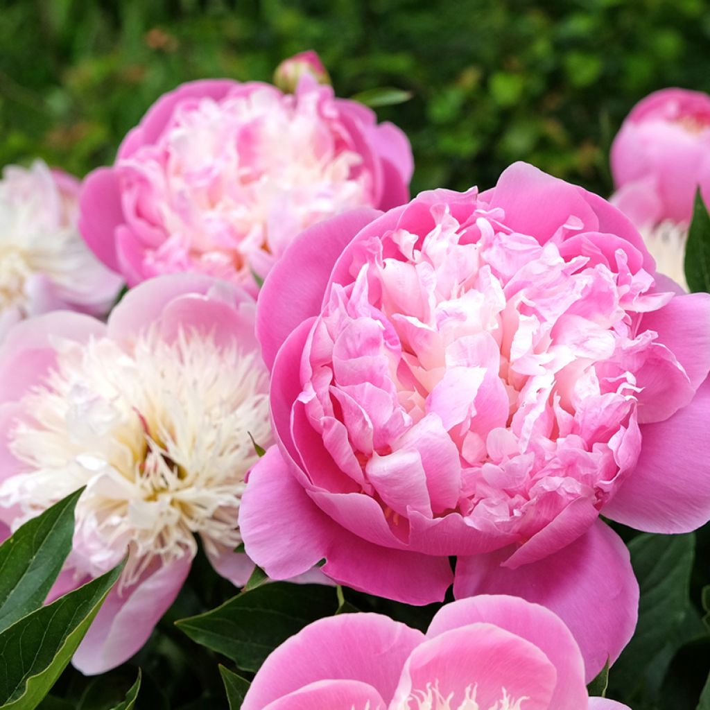 Pivoine lactiflora Bowl of Beauty