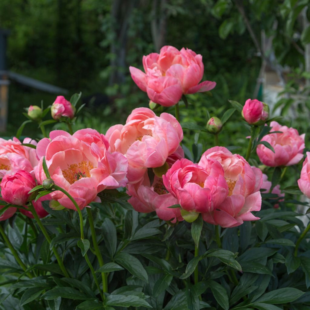 Pivoine lactiflora Coral Charm