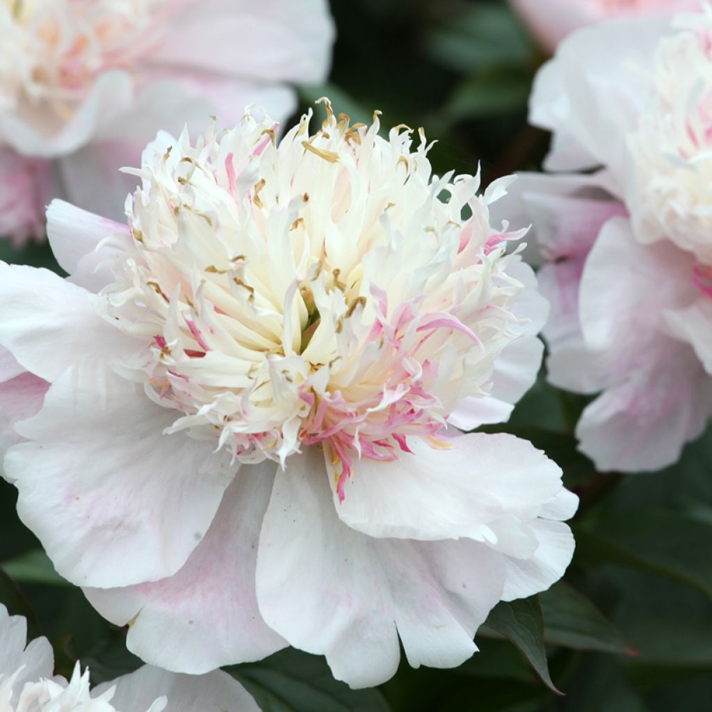 Pivoine lactiflora Do Tell