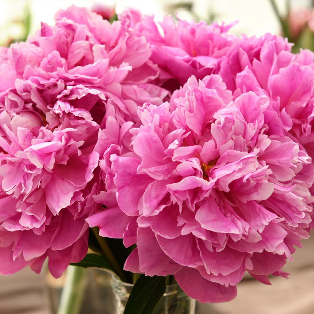 Pivoine lactiflora Dr Alexander Fleming
