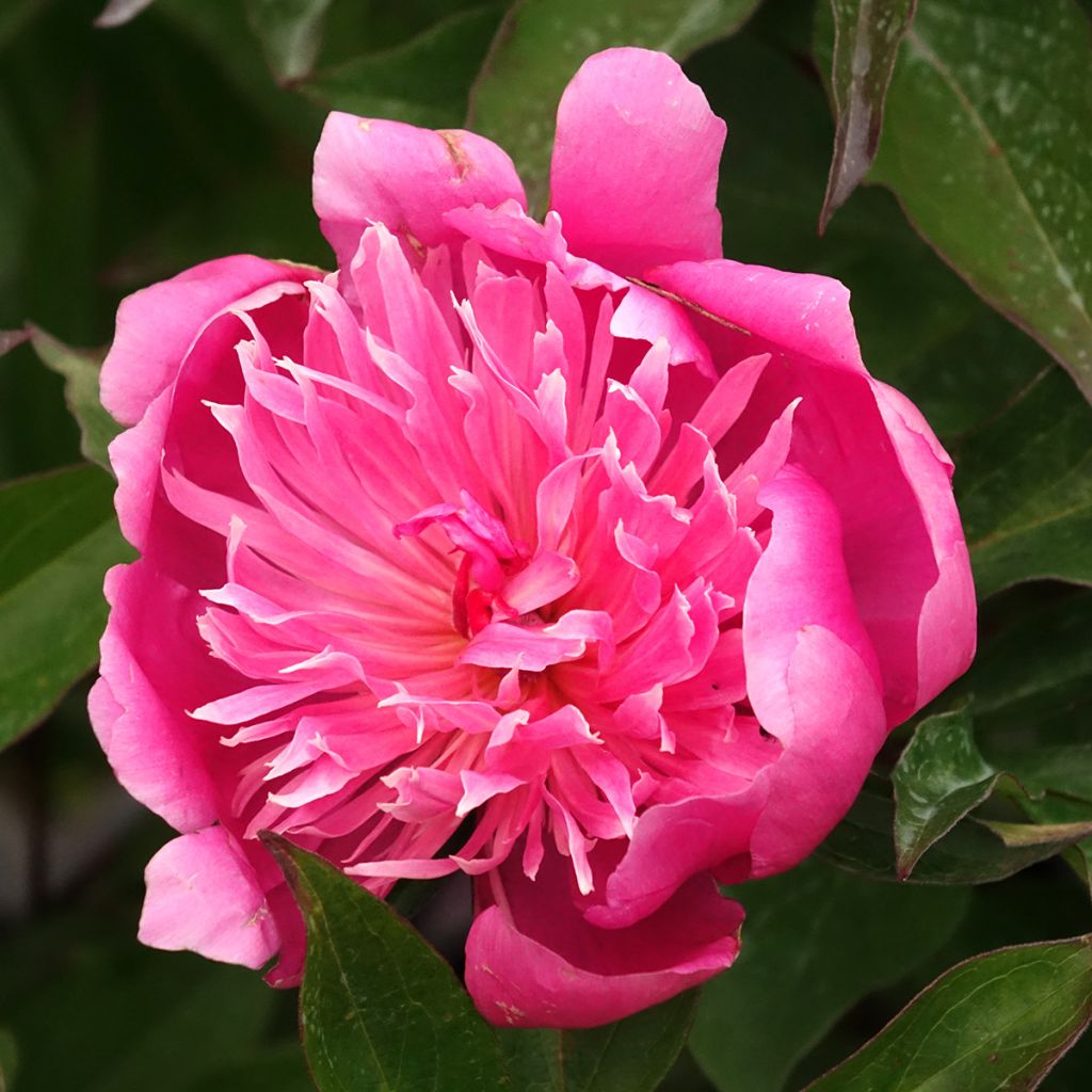 Pivoine lactiflora Edulis Superba