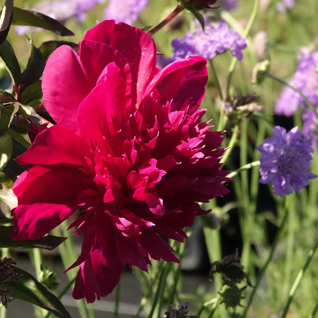 Pivoine lactiflora Inspecteur Lavergne