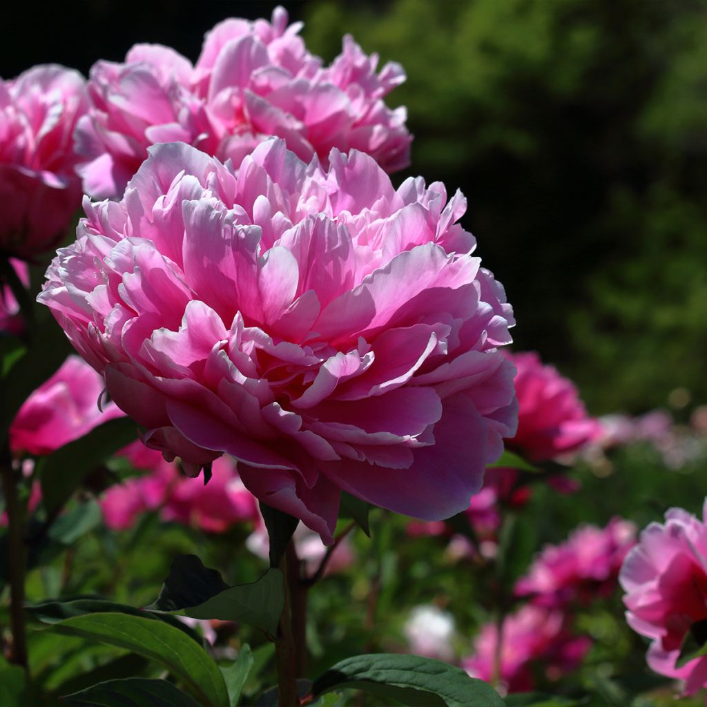Pivoine lactiflora Jacorma