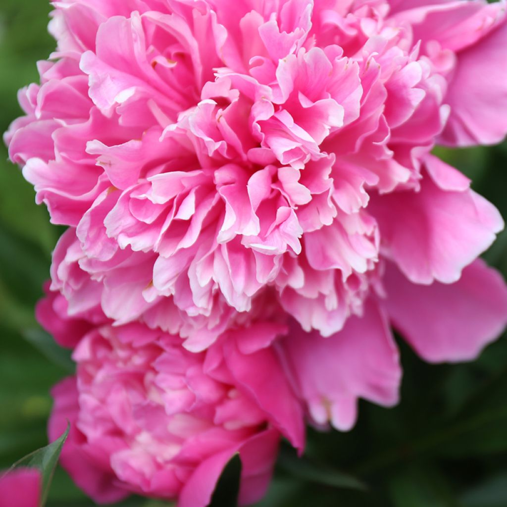 Pivoine lactiflora Karl Rosenfield