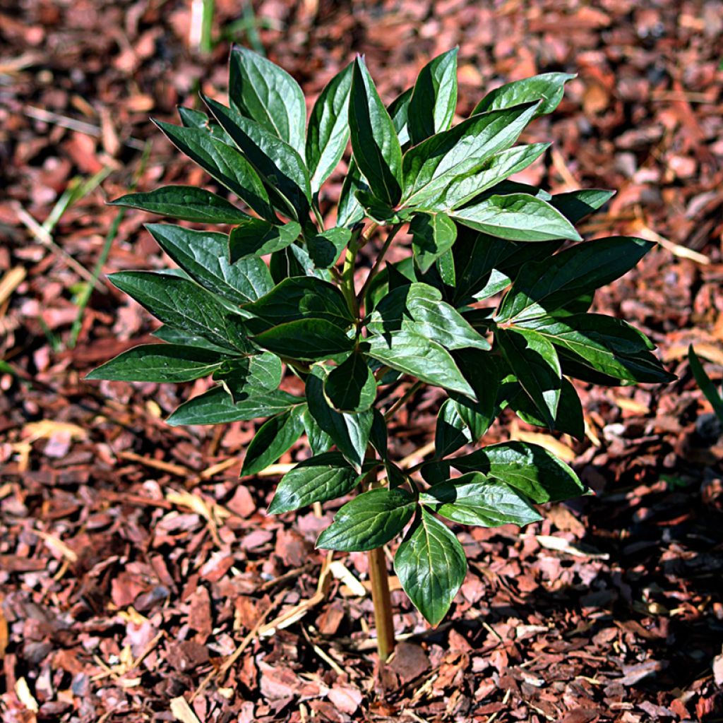 Pivoine lactiflora Mother's Choice