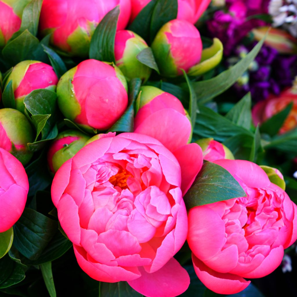 Pivoine lactiflora Neon