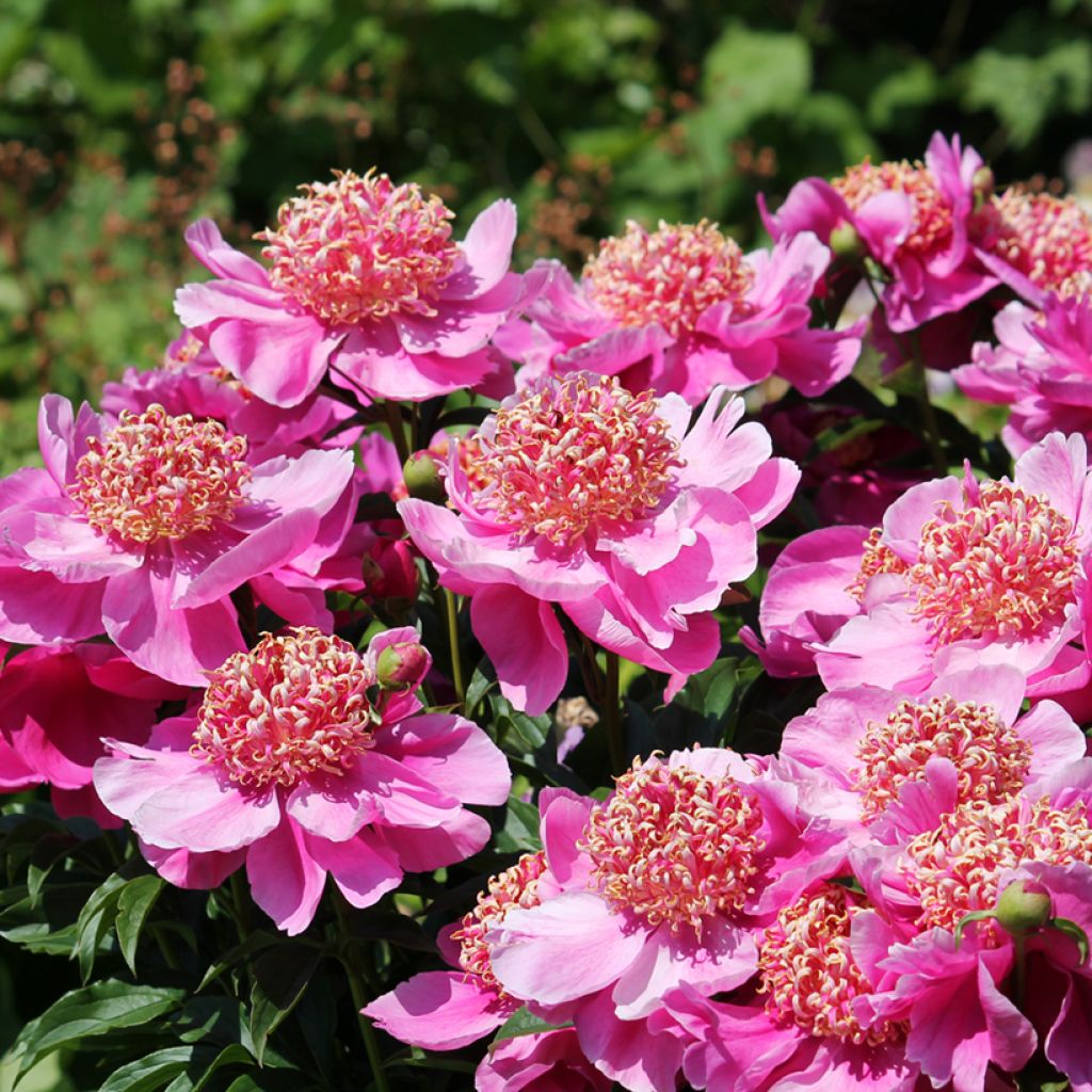 Pivoine lactiflora Neon