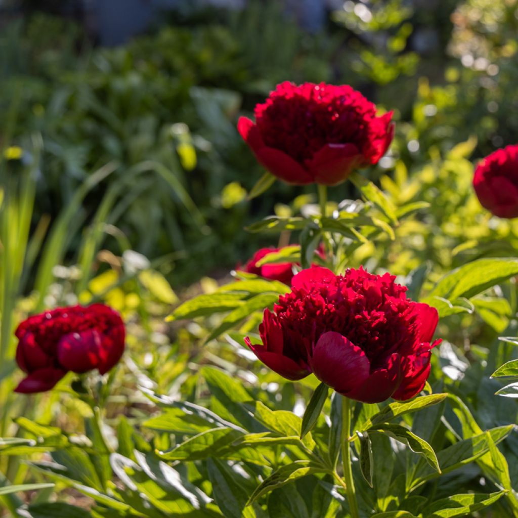 Pivoine lactiflora Red Charm