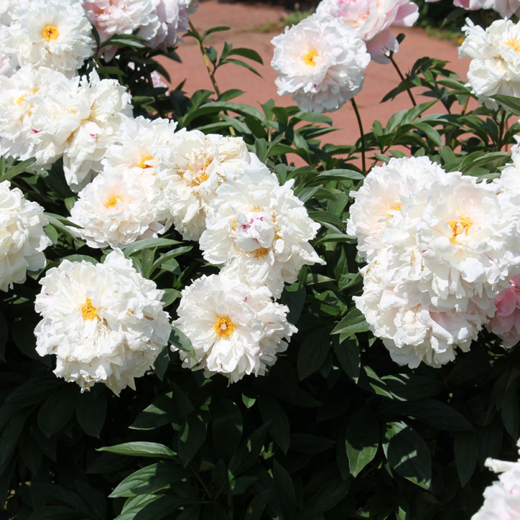 Pivoine lactiflora Reine Hortense