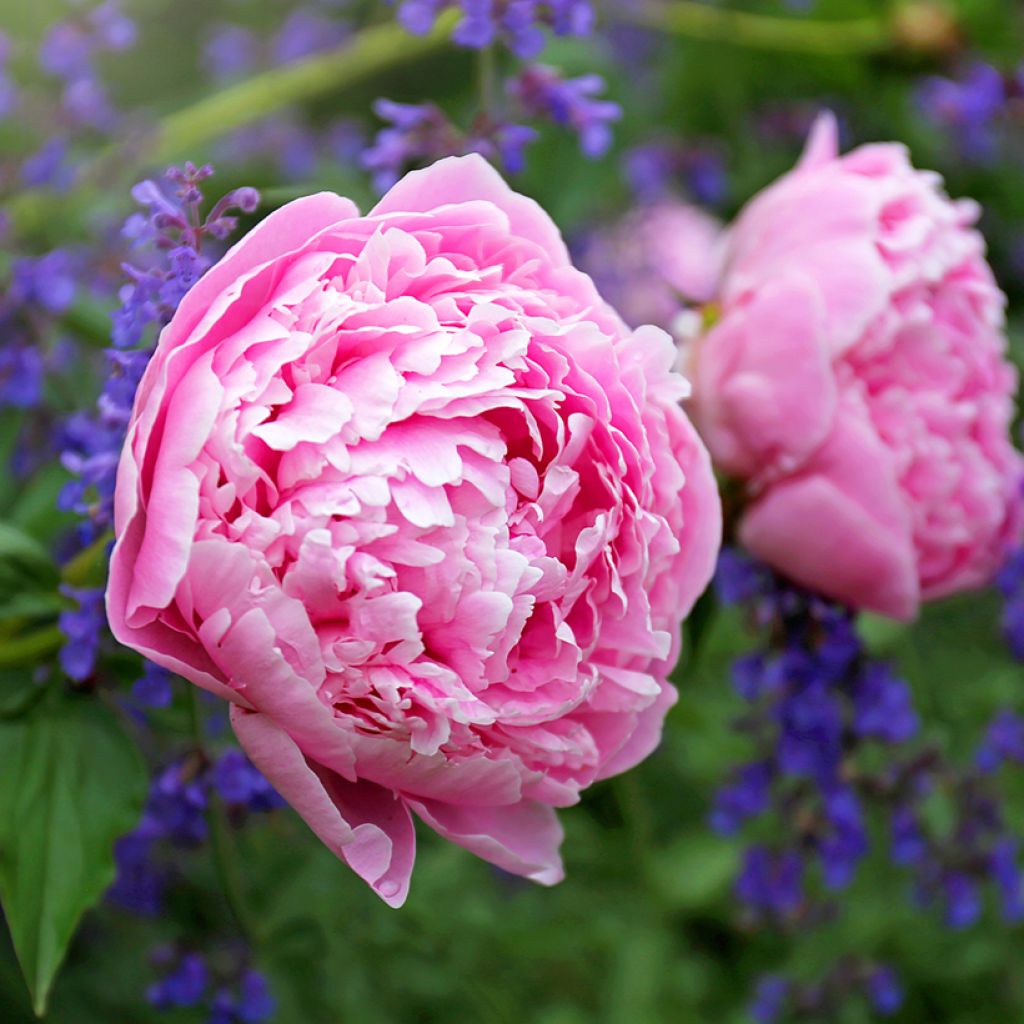 Pivoine lactiflora Sarah Bernhardt