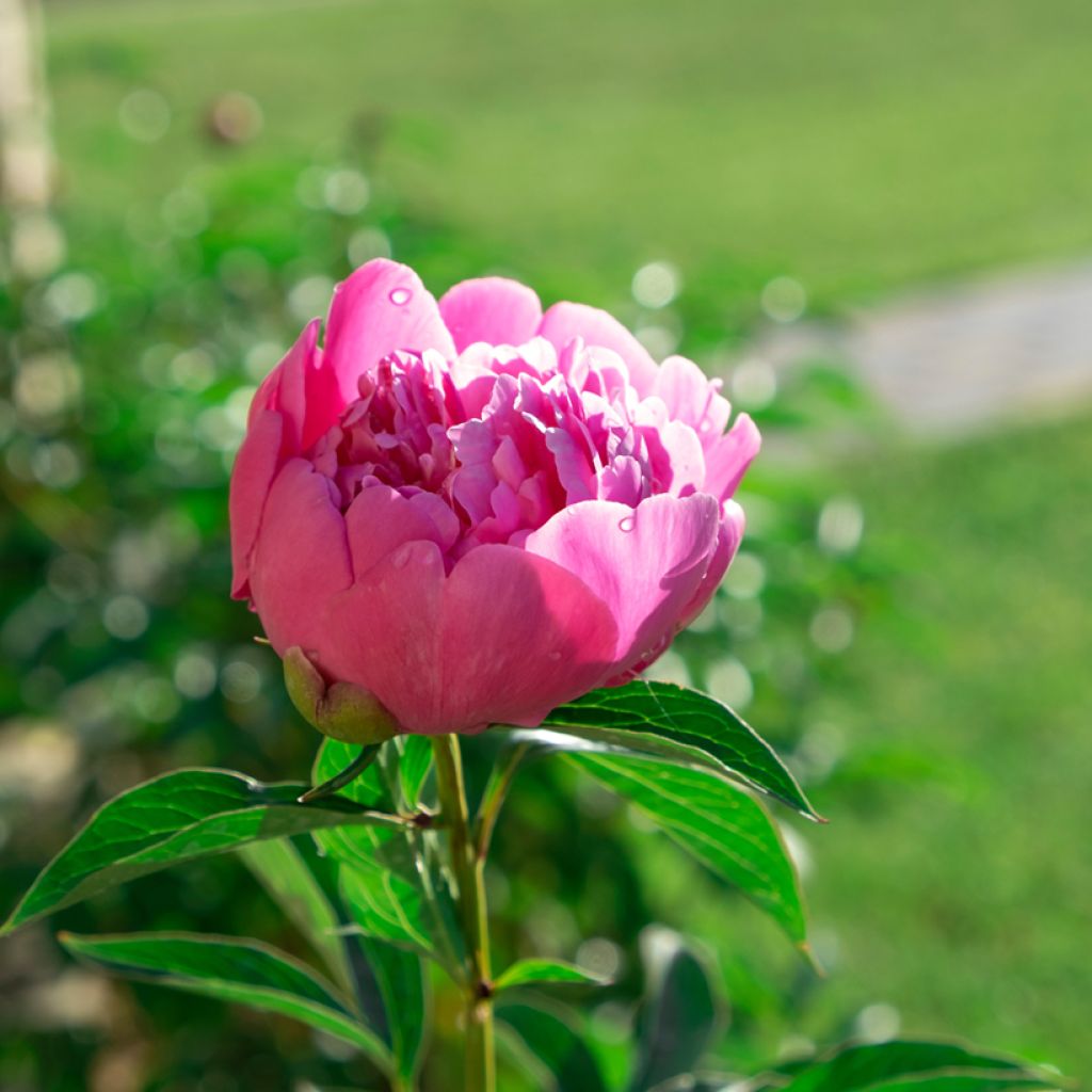 Pivoine lactiflora Sarah Bernhardt