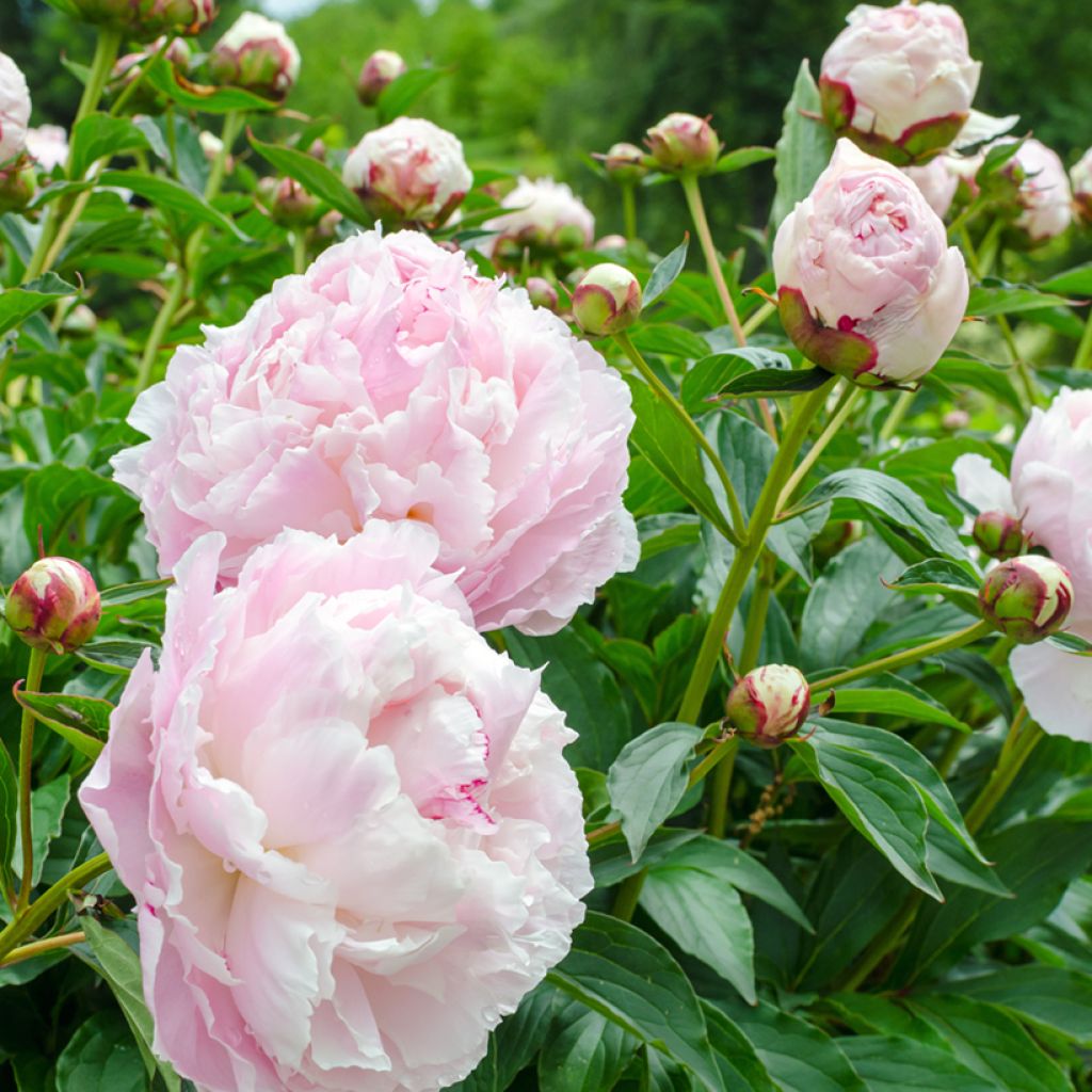 Pivoine lactiflora Shirley Temple