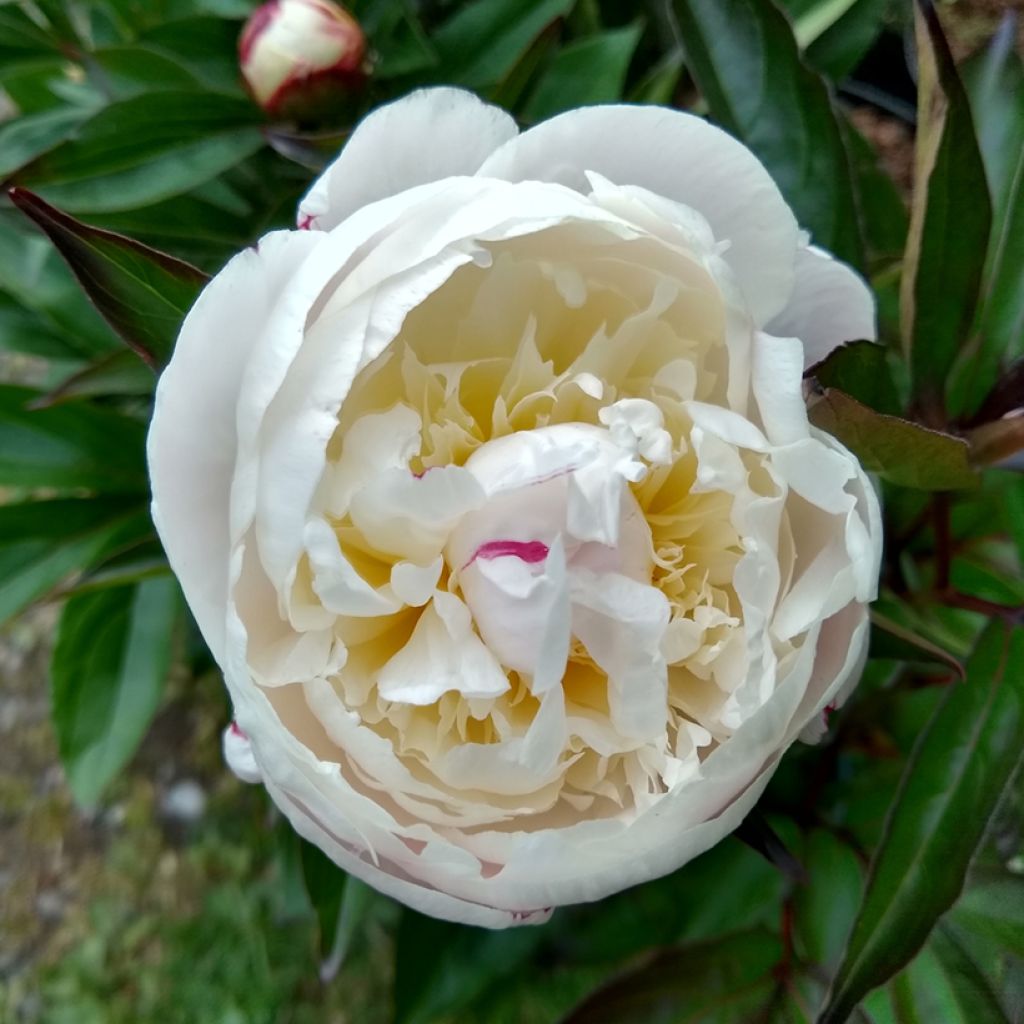 Pivoine lactiflora Shirley Temple