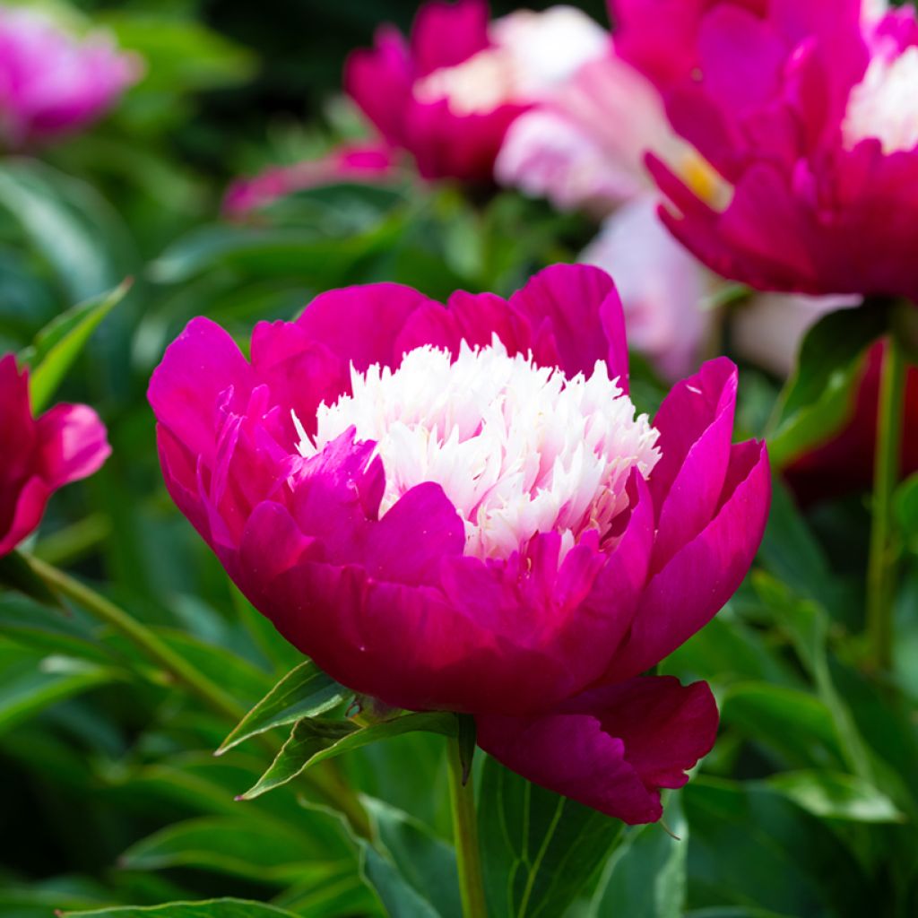 Pivoine lactiflora Tom Cat