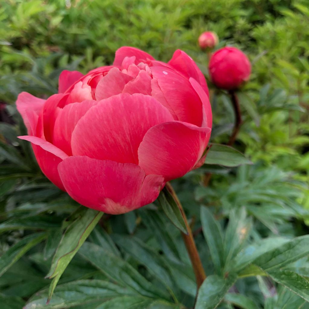 Pivoine lactiflora Coral Charm