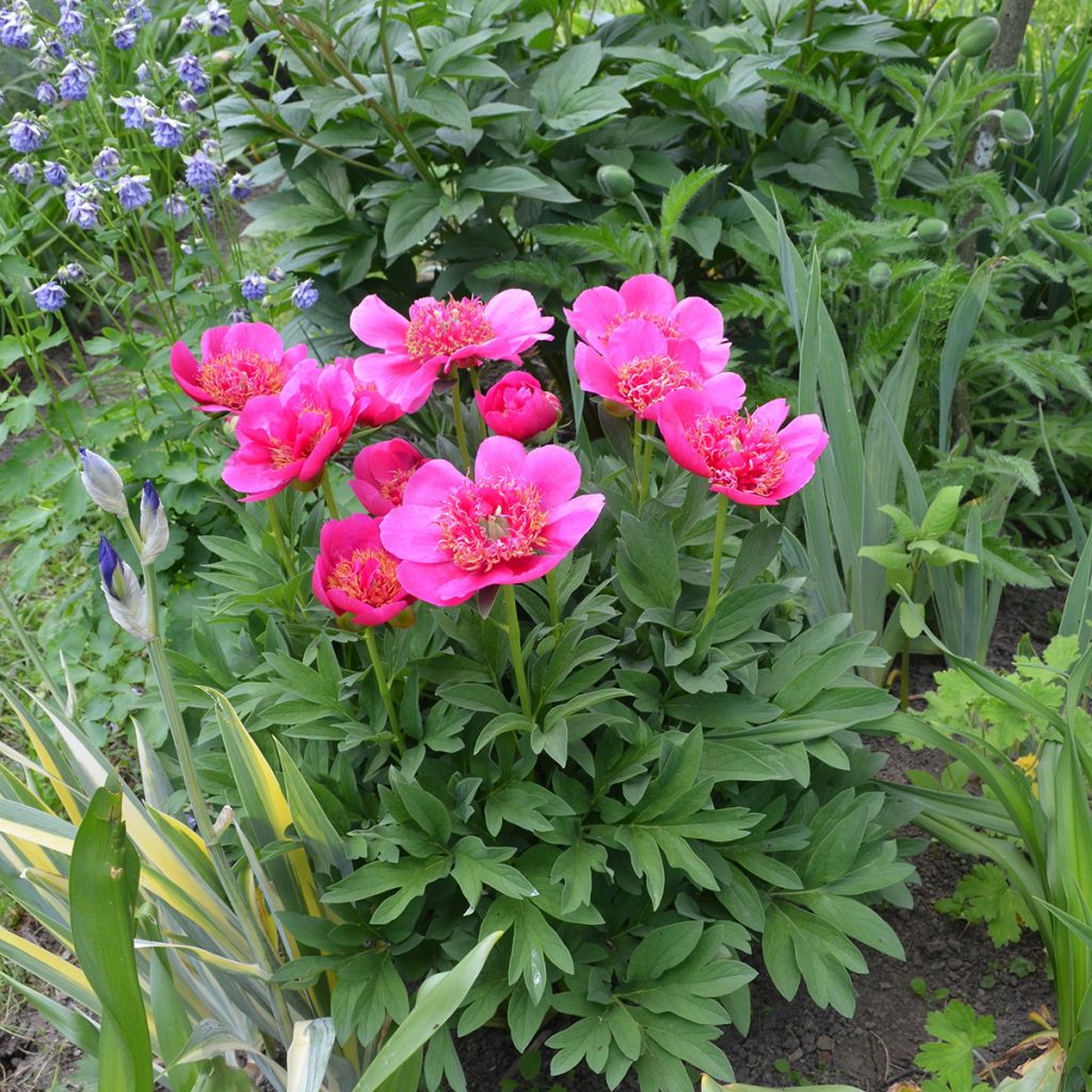 Pivoine officinale Anemoniflora