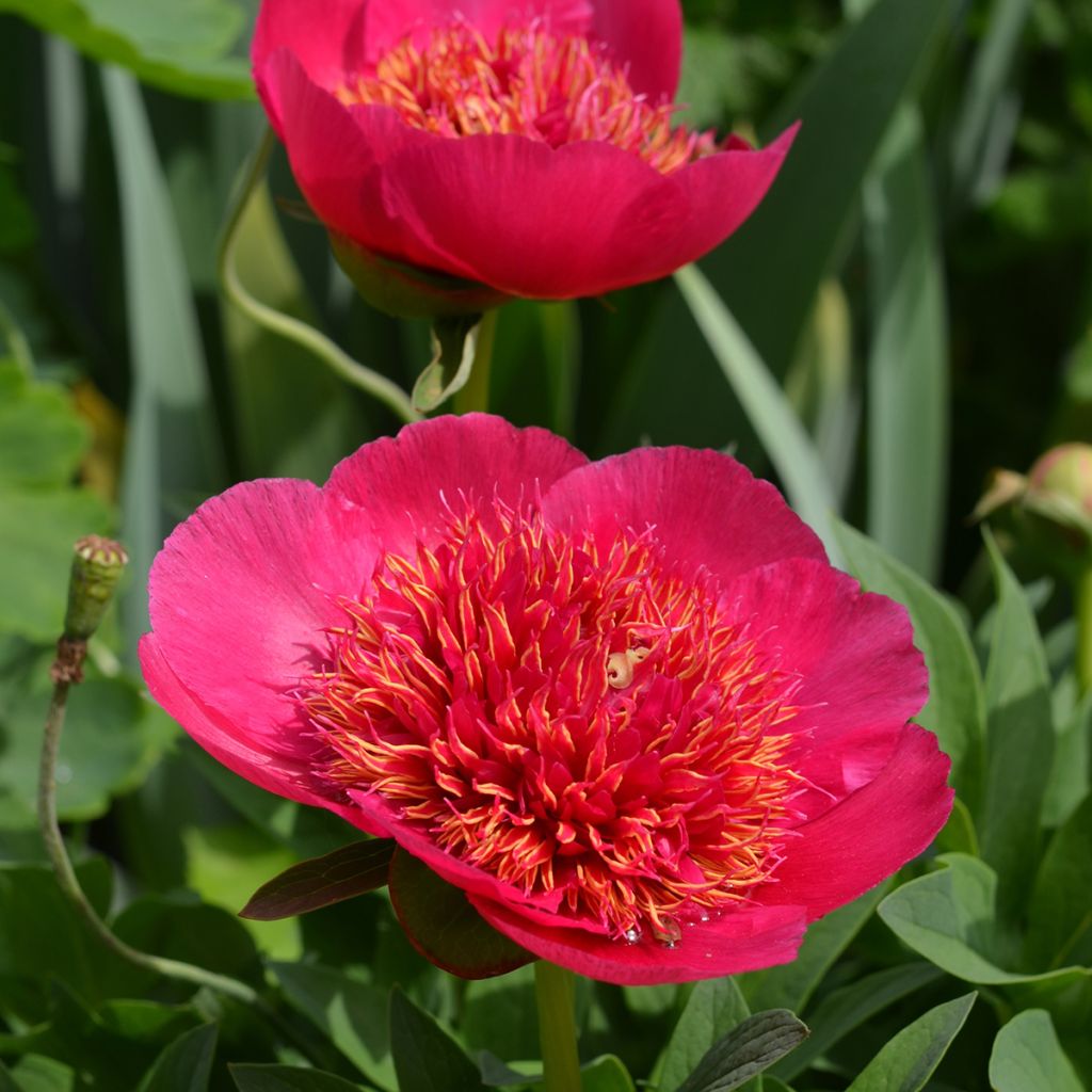 Pivoine officinale Anemoniflora