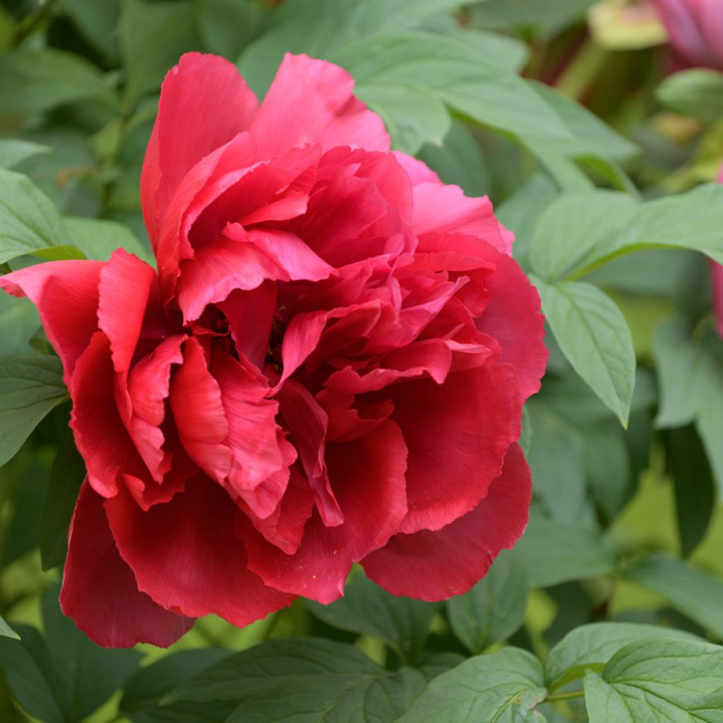 Pivoine arbustive Red - Paeonia suffruticosa