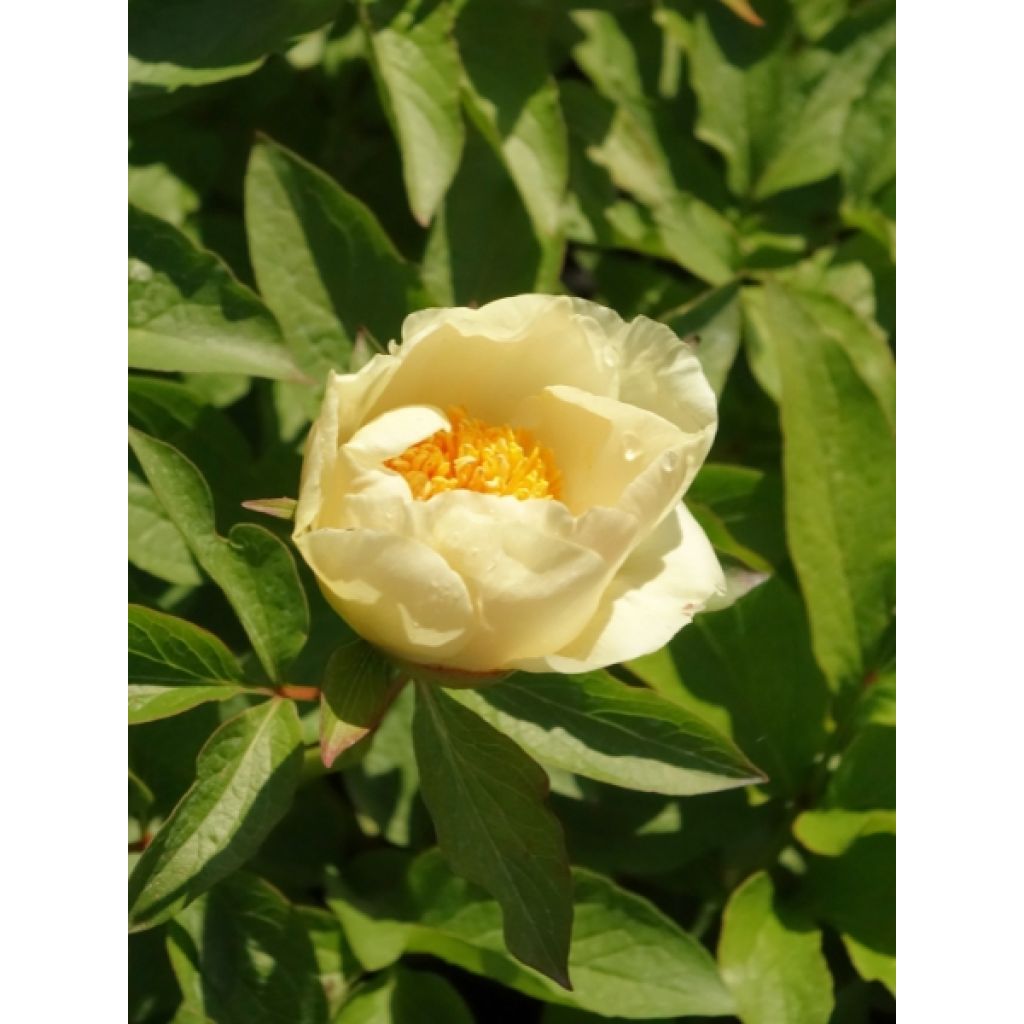 Pivoine Claire de Lune