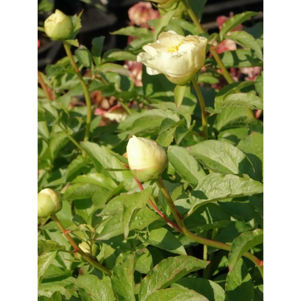 Pivoine Claire de Lune