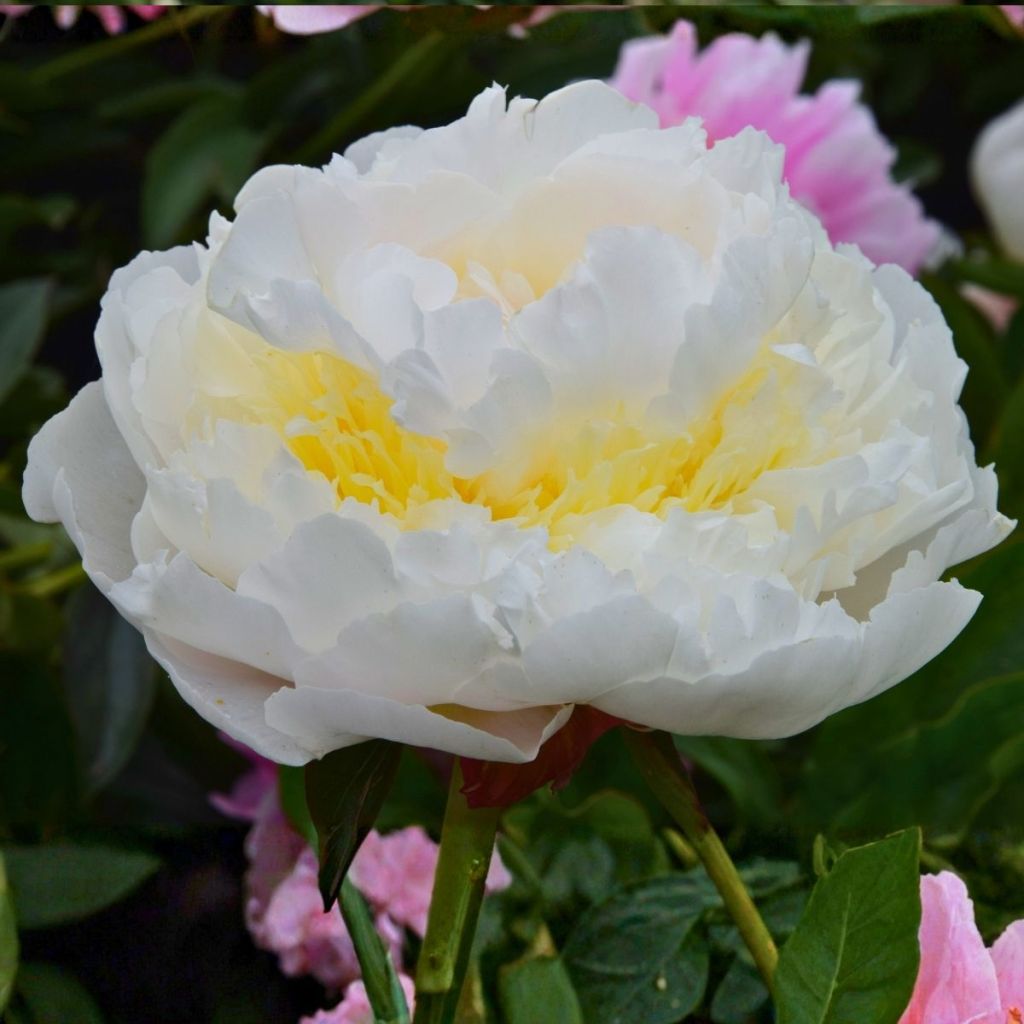 Pivoine lactiflora Blush Queen