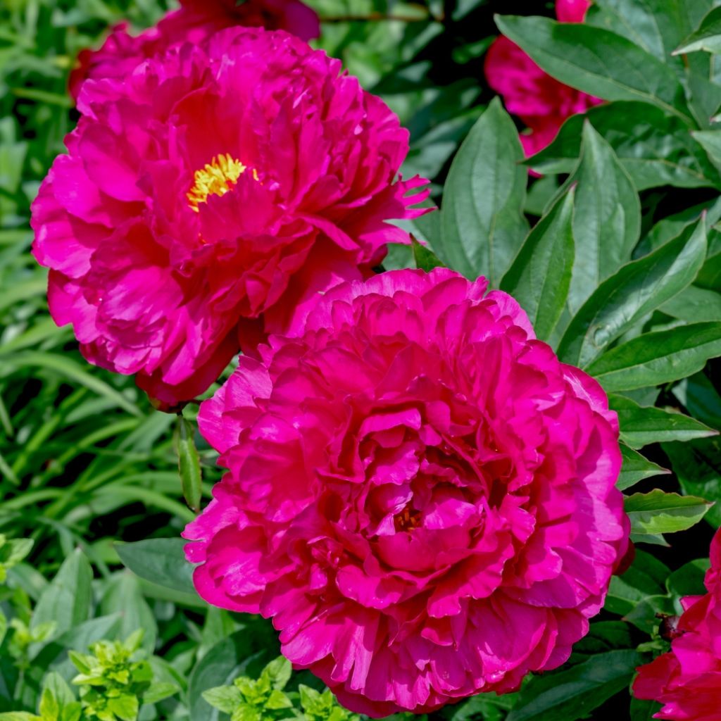 Pivoine lactiflora Félix Crousse