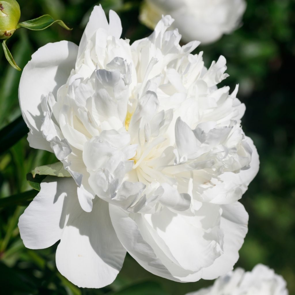 Pivoine lactiflora Immaculée