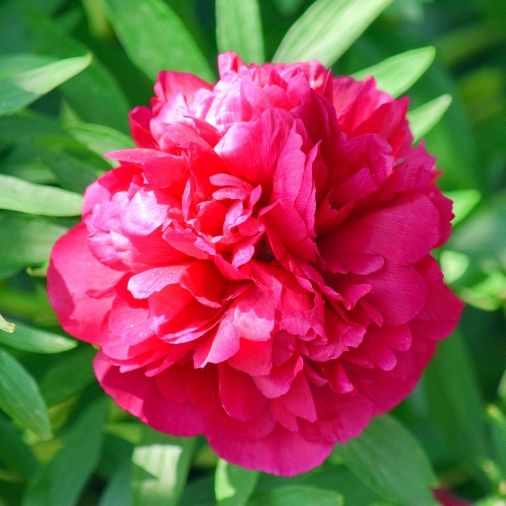 Pivoine lactiflora Inspecteur Lavergne