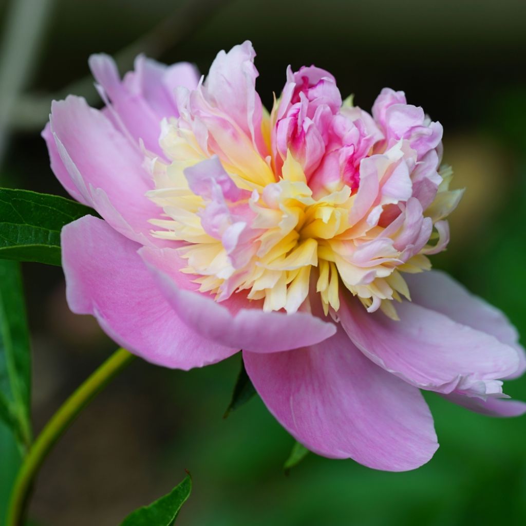 Pivoine lactiflora Sorbet