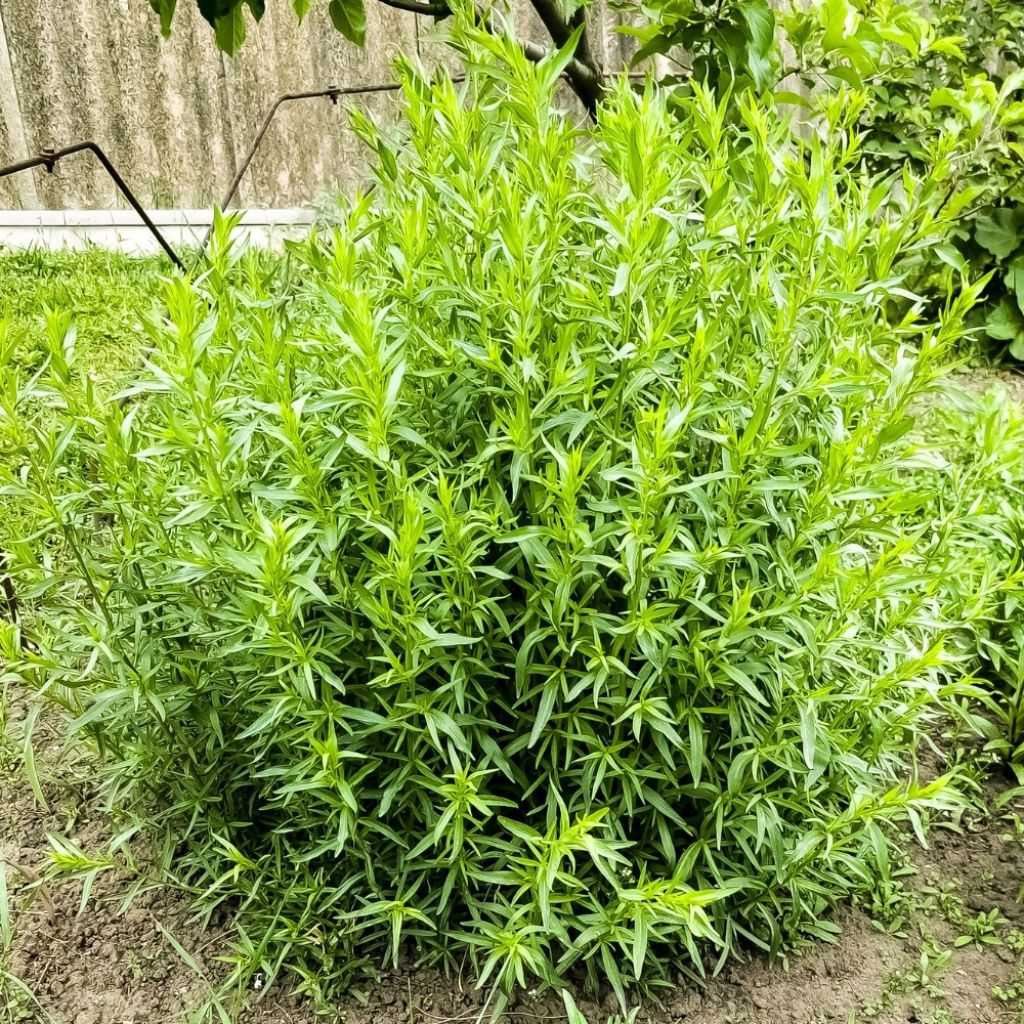 Estragon vrai en plants