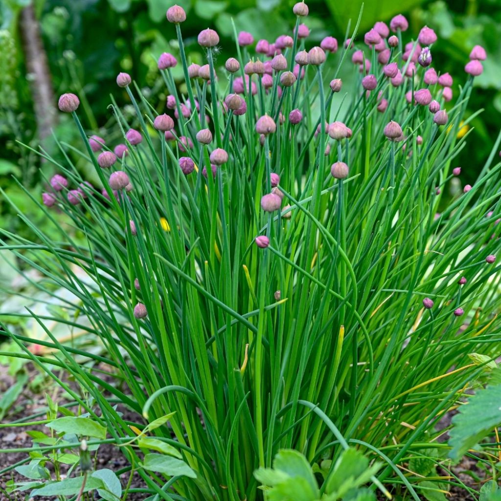 Ciboulette fine en plants