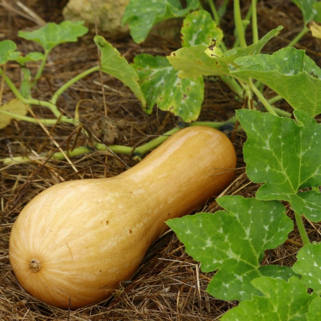 Courge Longue de Nice en plants