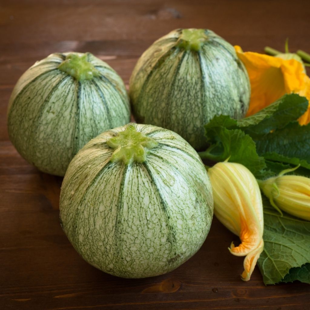 Courgette ronde de Nice F1 en plants  - Cucurbita pepo