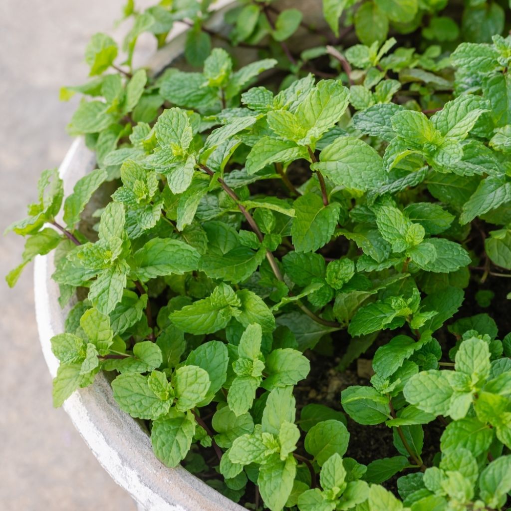 Menthe marocaine - Mentha spicata Nannah