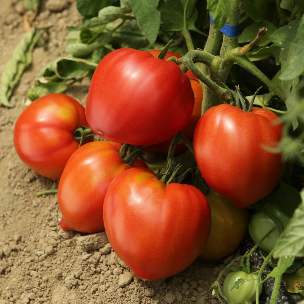 Tomate Cauralina F1 en plants GREFFES