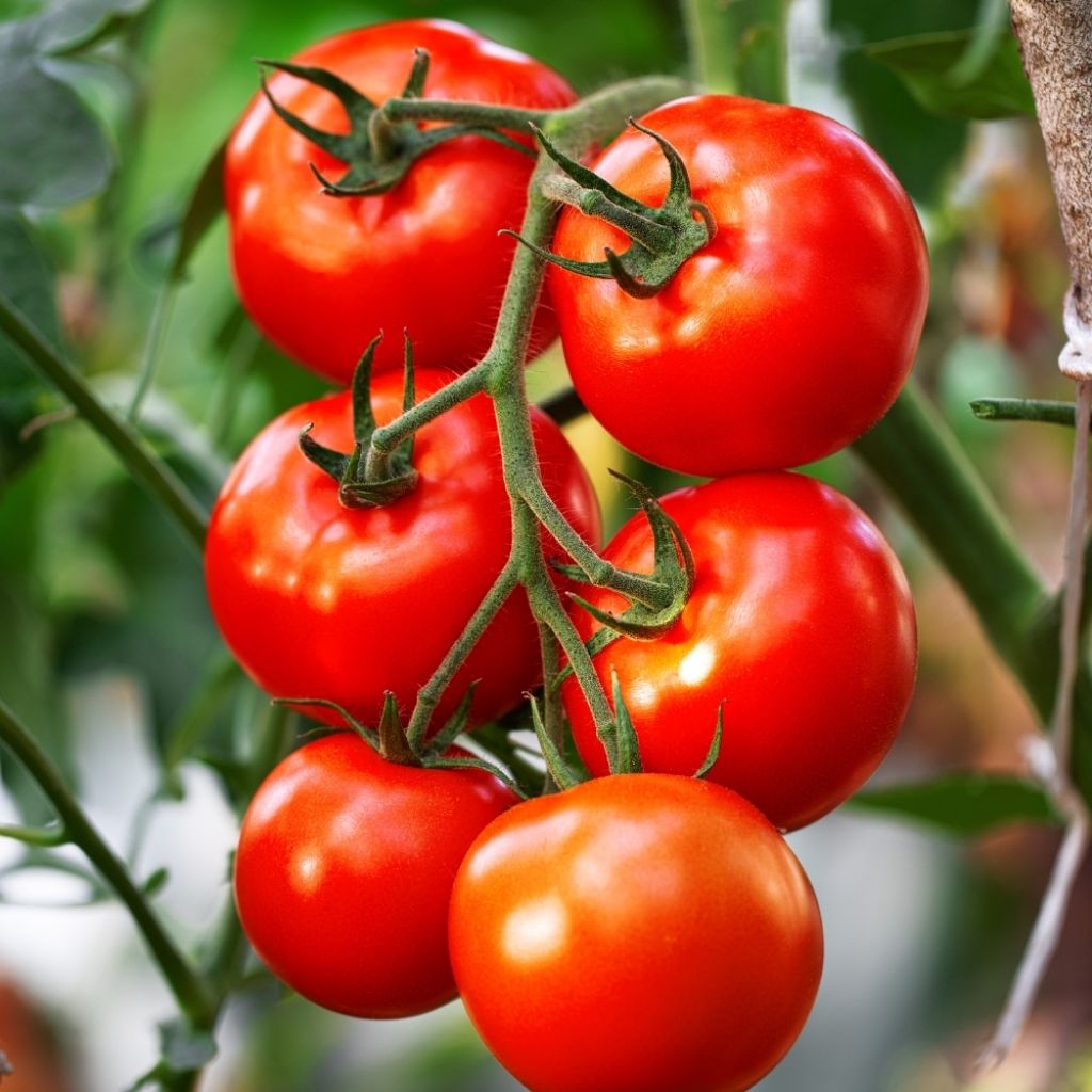 Tomate Maestria F1 en plants