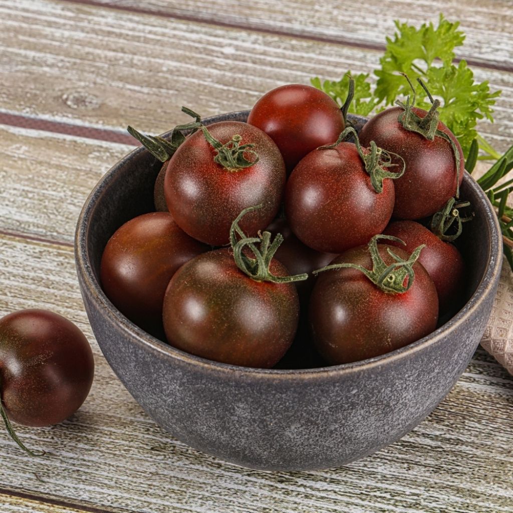 Tomate Black Cherry en plants