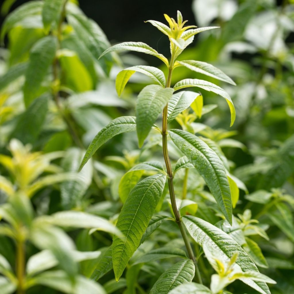 Verveine citronnelle - Aloysia triphylla en plants