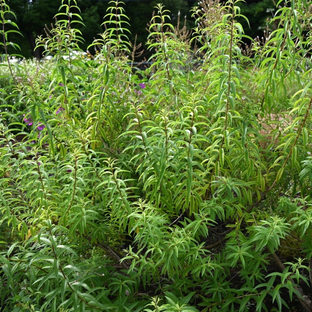 Verveine citronnelle - Aloysia triphylla en plants