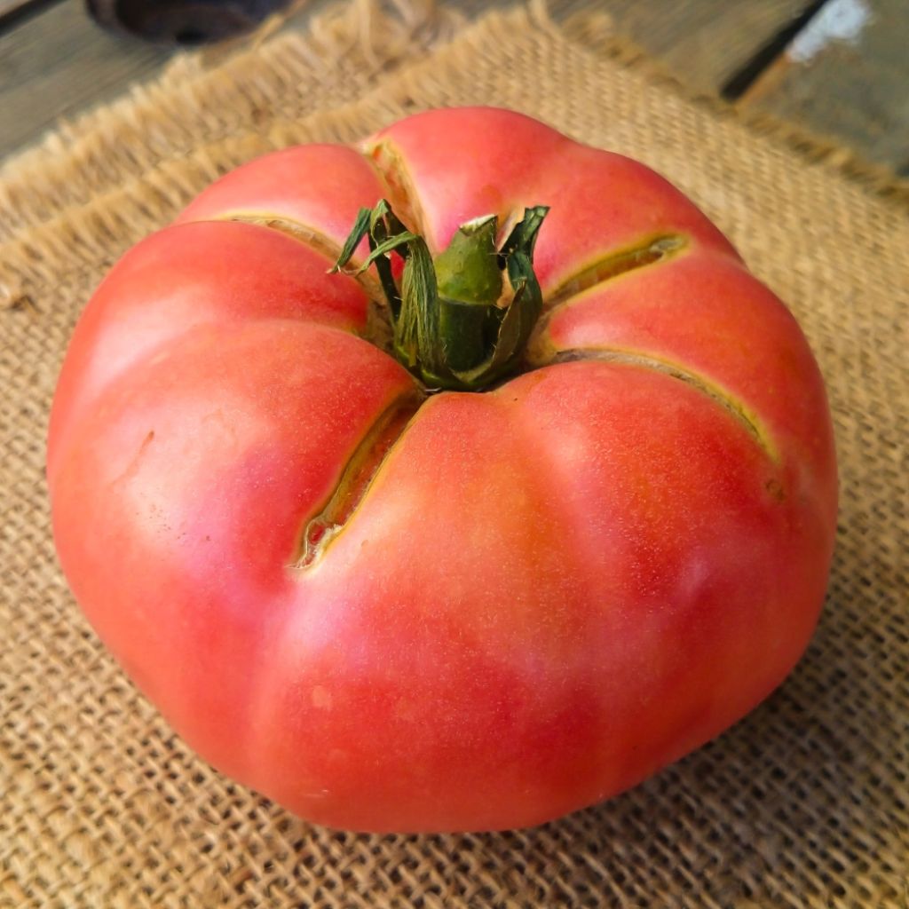 Tomate Honey Moon F1 en plants
