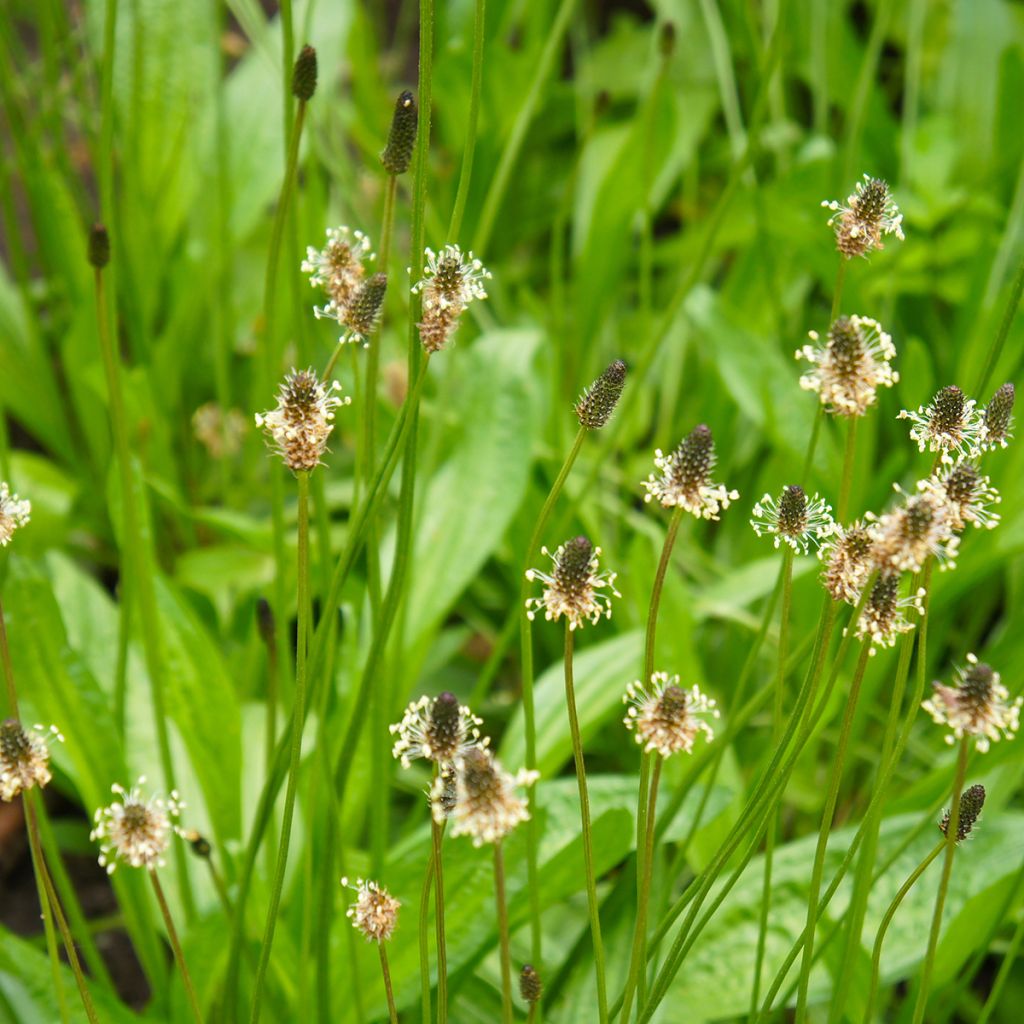 Plantain lancéolé Bio Graines