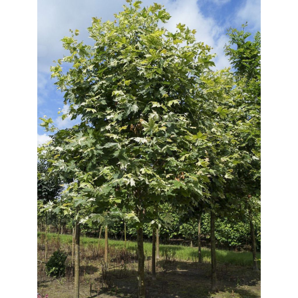 Platanus x hispanica Suttneri - Platane panaché