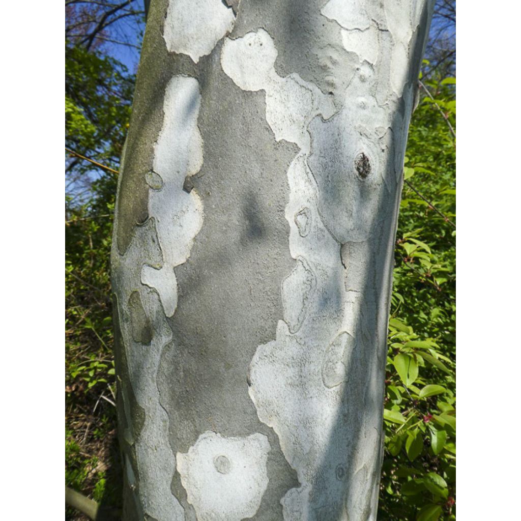 Platanus x hispanica Suttneri - Platane panaché