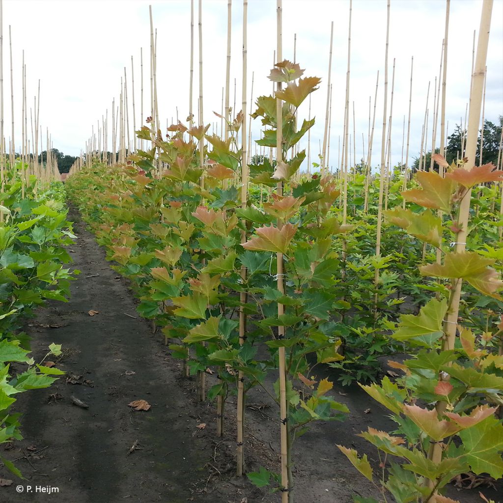 Platanus x hispanica Spartan - Platane