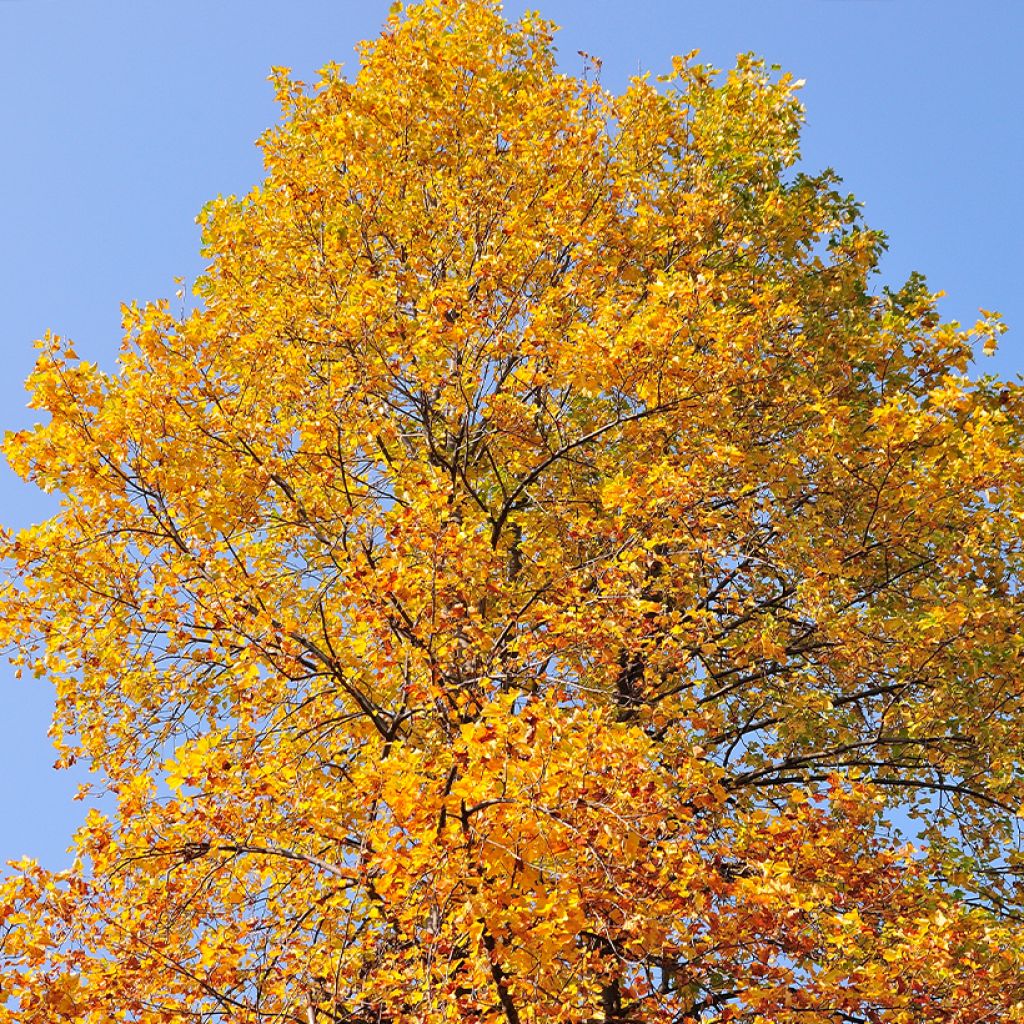 Platanus orientalis - Platane d'Orient