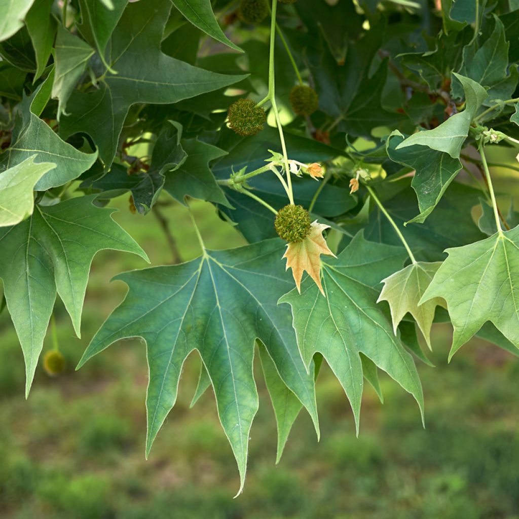 Platanus orientalis - Platane d'Orient