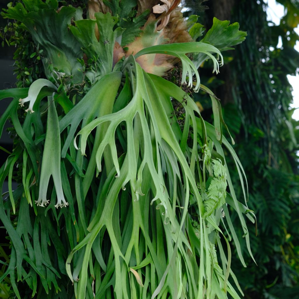 Platycerium bifurcatum - Corne d'élan